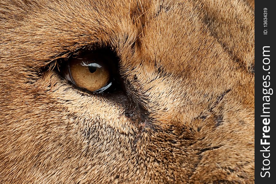 Lion eye up close colour. Lion eye up close colour