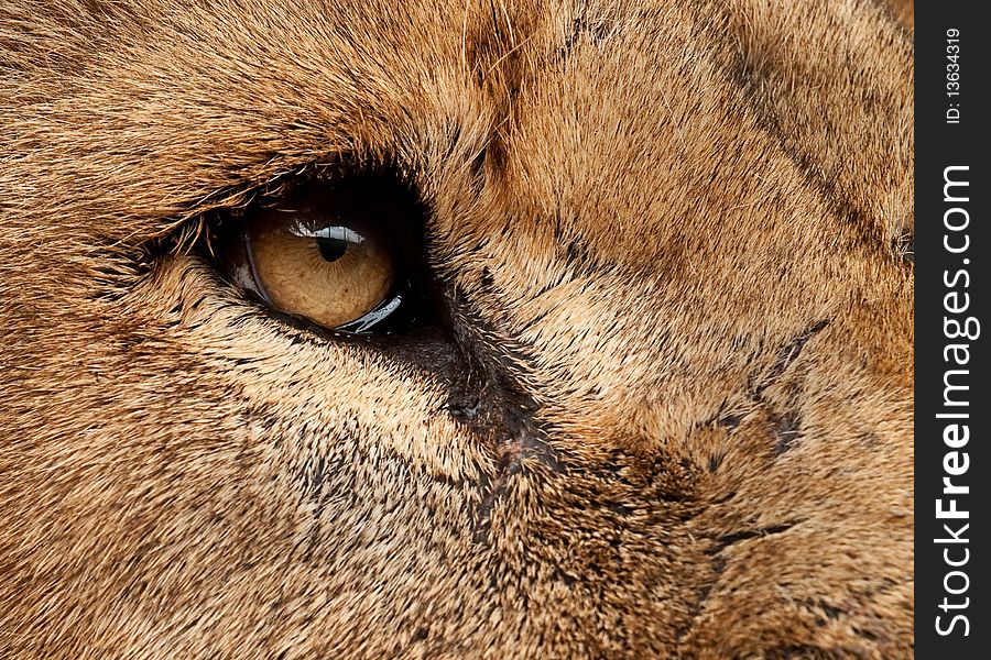 Lion up close