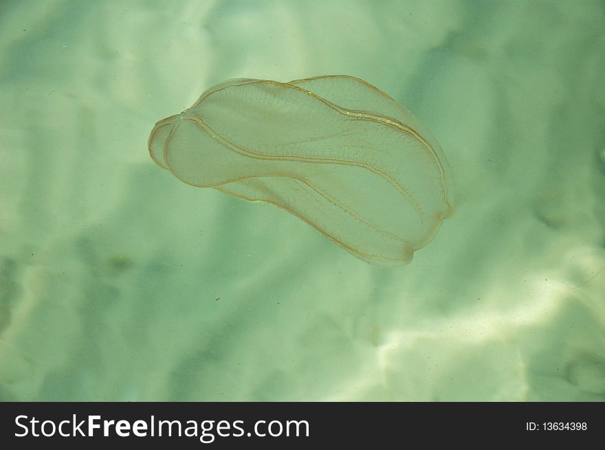 Small jellyfish in sea water