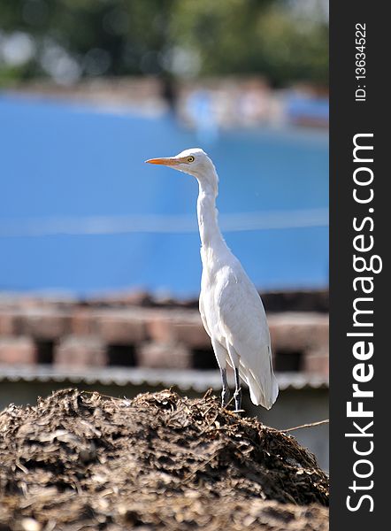 White cattle egret in bright sunny day.