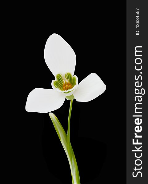 Snowdrops on a black background