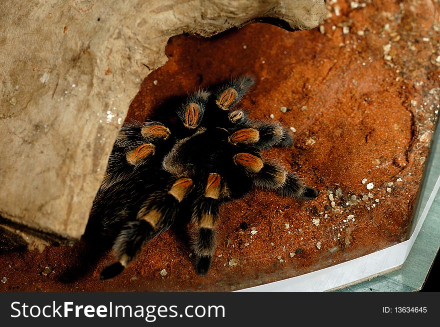 Brachypelma Smithi Mexican Redknee