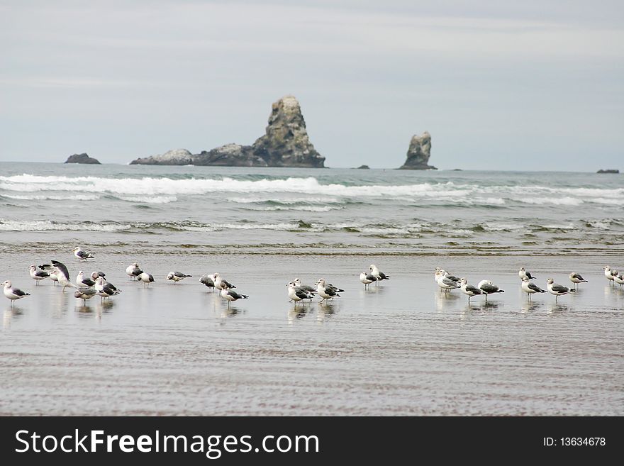 A view of seagull in canon beach.