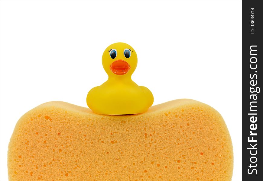 A toy duck on a sponge isolated against a white background. A toy duck on a sponge isolated against a white background