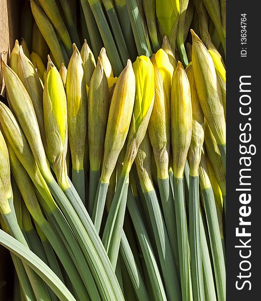 A heap of daffodils in bud for sale on the flower market before Easter.