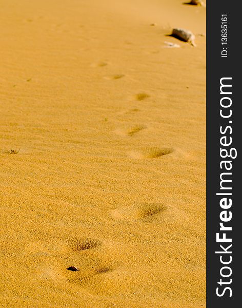 Footprints leading off into desert sands. Footprints leading off into desert sands