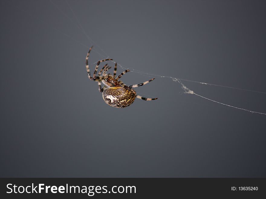 Spider creeping upwards on a web. Photo.