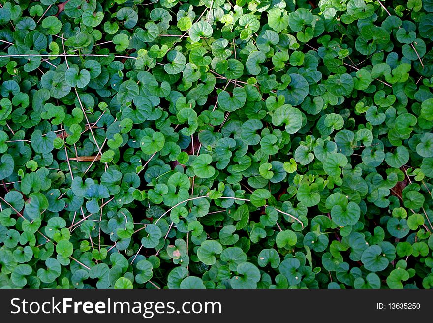 A carpeting plant in the Adelaide Botanic Gardens, Australia. A carpeting plant in the Adelaide Botanic Gardens, Australia.