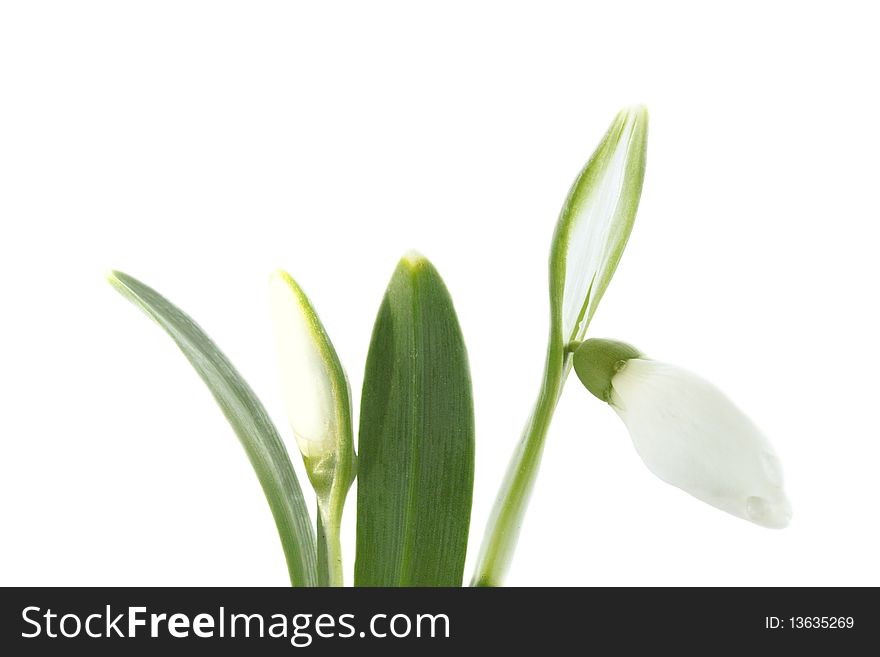 Snowdrops are isolated against the white background. Snowdrops are isolated against the white background