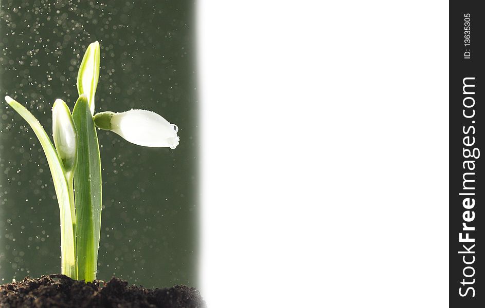 Snowdrops with the drops of the water. Snowdrops with the drops of the water