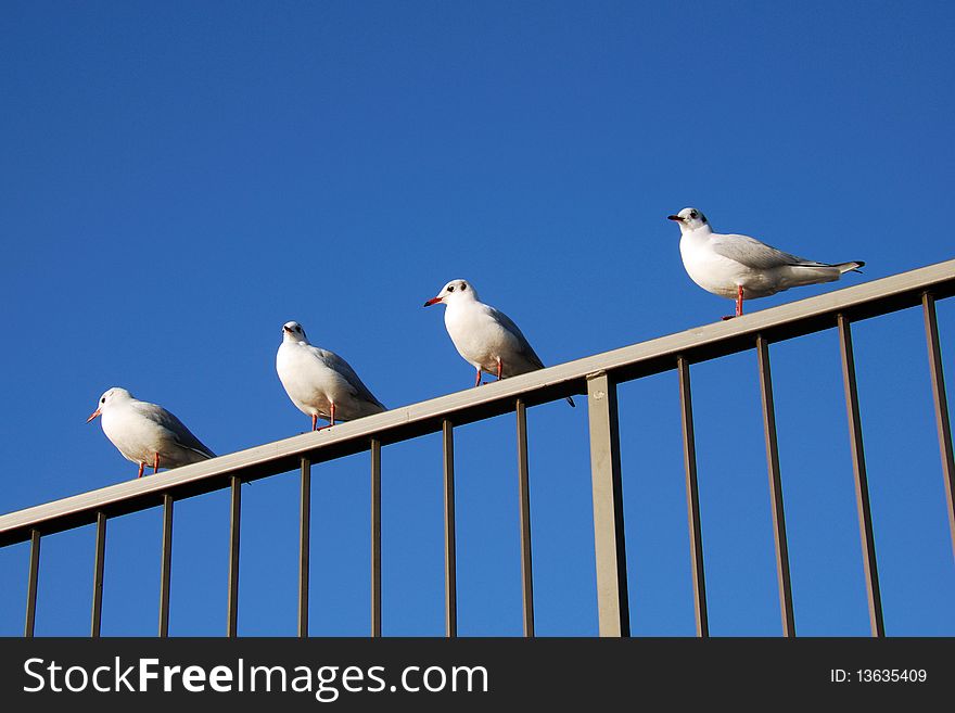 Seagulls at Hamburg harbor sitting on an handrail