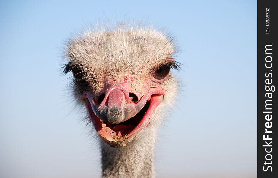 Portrait of a funny ostrich close-up. Portrait of a funny ostrich close-up