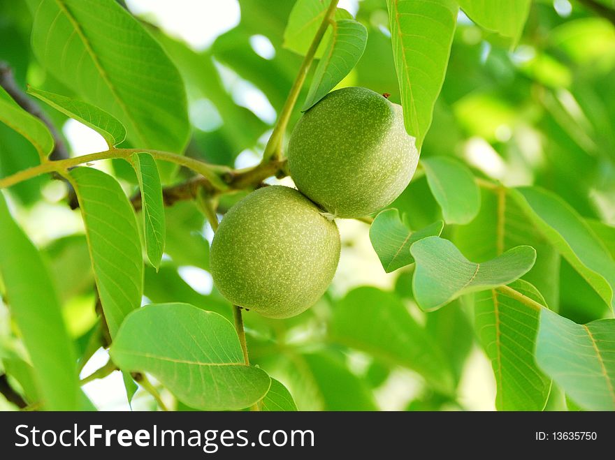 Fresh green leaves and fruits in sunny morning. Fresh green leaves and fruits in sunny morning