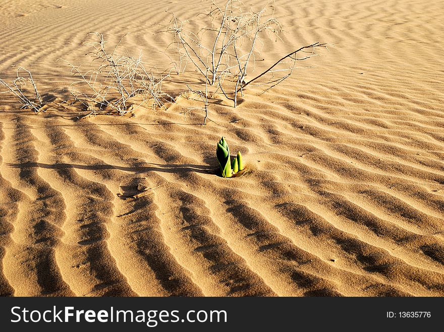Green plant in the sandy desert. Taken in desert Negev, Israel. Green plant in the sandy desert. Taken in desert Negev, Israel.