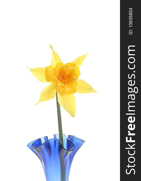 Closeup of a yellow daffodil in a vase. Closeup of a yellow daffodil in a vase