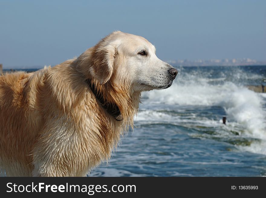 Golden Retriever After Swimming In The Sea