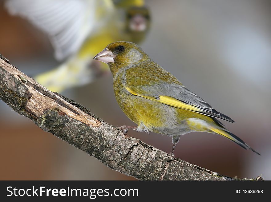 Greenfinch male attacking its neighbor. Greenfinch male attacking its neighbor