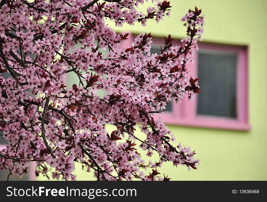 Spring shot of tree with flowers and interesting background. Spring shot of tree with flowers and interesting background