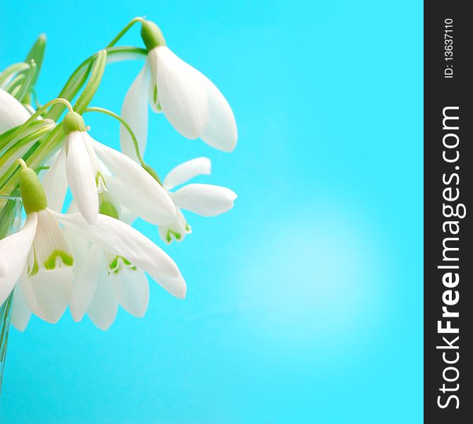 The snowdrop on a blue background