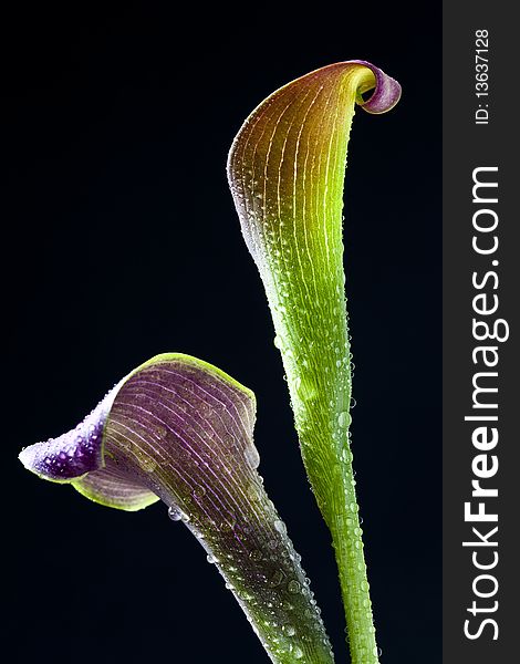 Calla lily with black background