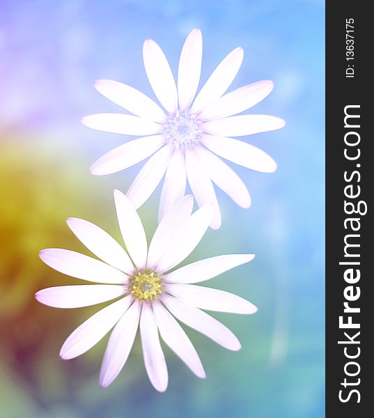 Closeup of fowers over abstract blur background. Closeup of fowers over abstract blur background