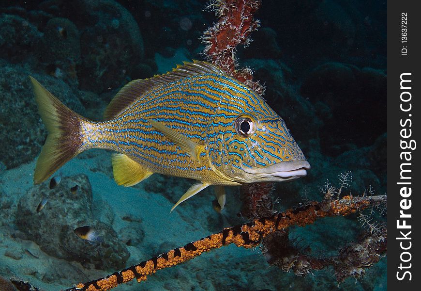 Bluestriped grunt (Haemulon sciurus) swimming on caral reef in Bonaire