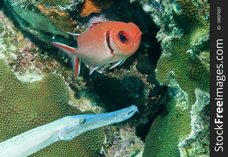 Blackbar soldierfish and trumpetfish on coral reef in Bonaire