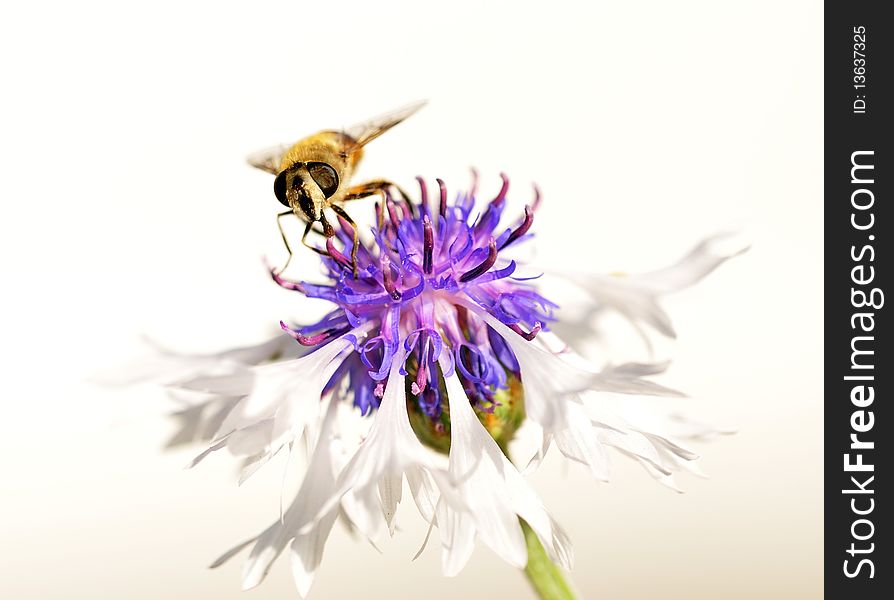 Bee sitting on corn flower in search of honey. Bee sitting on corn flower in search of honey.