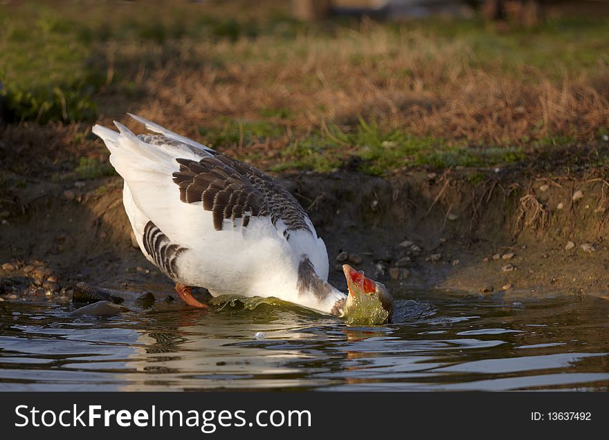 Goose in the Water Bath