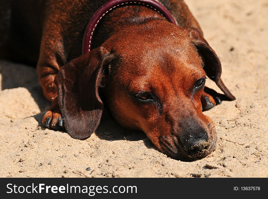 A miniature daschund lies in the sand after digging a hole. A miniature daschund lies in the sand after digging a hole.