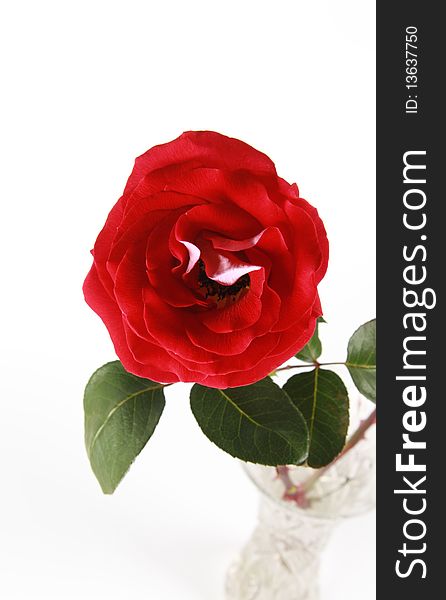 Red rose in vase over white