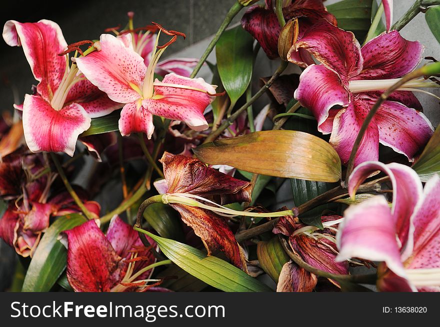 Discarded withered lily flowers bunch in the dustbin.