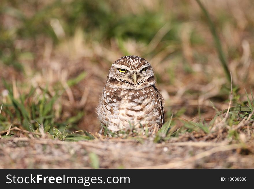 A cute Burrowing Owl (Athene cunicularia) in Cape Coral, Florida.