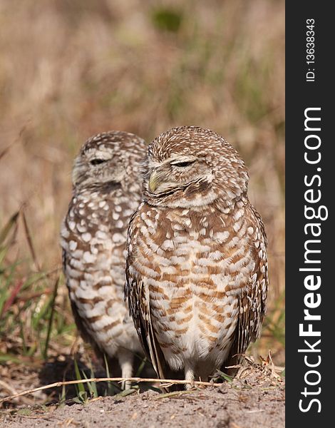 Cute Burrowing Owls (Athene unicularia) in Cape Coral, Florida. Cute Burrowing Owls (Athene unicularia) in Cape Coral, Florida.