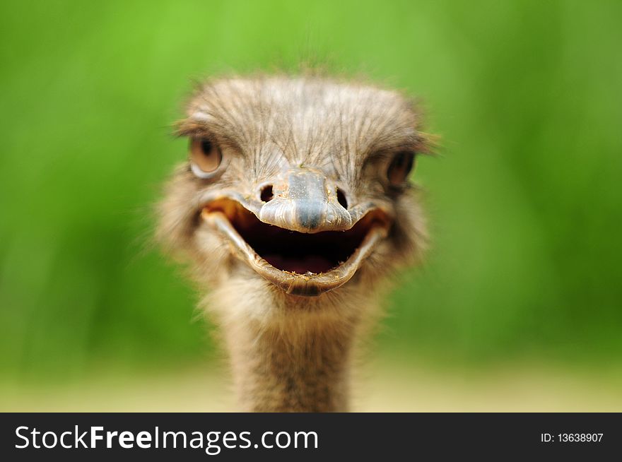 Funny Ostrich