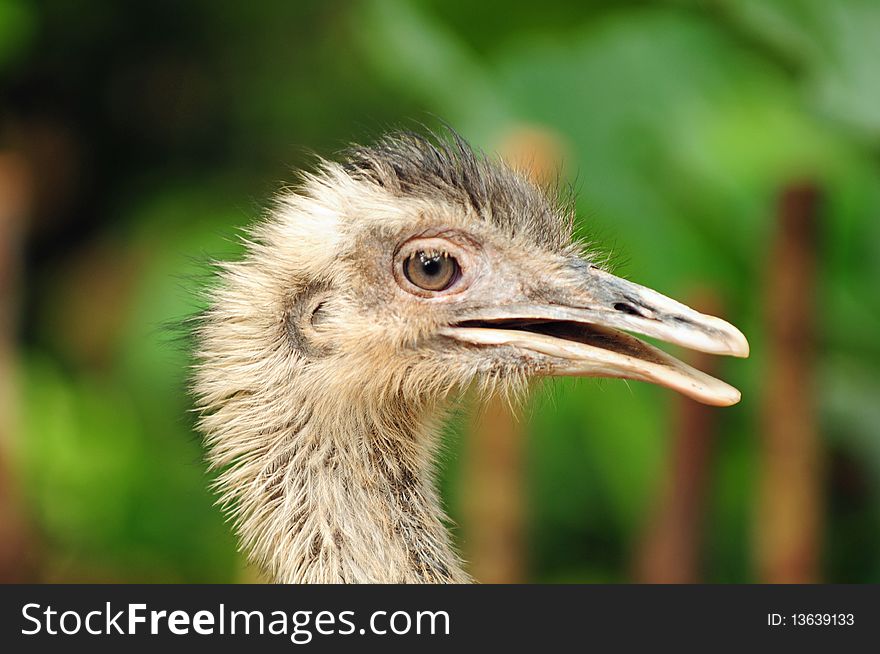 Baby ostrich