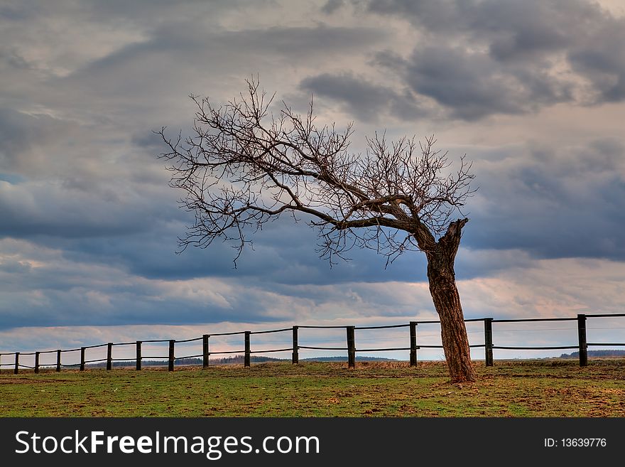 Lonely tree at sunset on the field