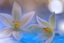 Spring Nature Blossom Web Banner Or Header.Abstract Macro.Artistic Background.Fantasy Design.Colorful Wallpaper.Valentine Day.Love Royalty Free Stock Photo Spring Nature Blossom Web Banner Or Header.Abstract Macro.Artistic Background.Fantasy Design.Colorful Wallpaper.Valentine Day.Love Royalty Free Stock Photo