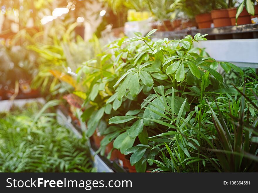 Assorted fresh plants in pots standing on stalls in modern flower shop. Assorted fresh plants in pots standing on stalls in modern flower shop