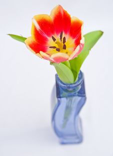Tulip In Vase. Royalty Free Stock Image Tulip In Vase. Royalty Free Stock Image