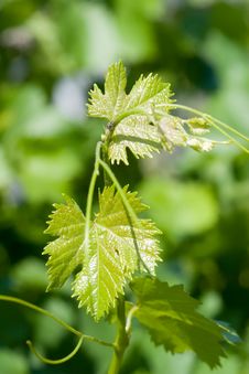 Branch Of Grape Royalty Free Stock Image Branch Of Grape Royalty Free Stock Image