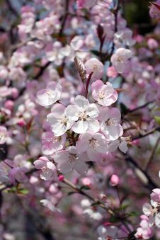 Cherry Blossoms Royalty Free Stock Photos Cherry Blossoms Royalty Free Stock Photos
