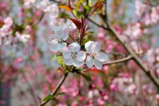 Peach Blossoms Royalty Free Stock Image