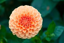 Macro View Of Orange Flower Dahlia Royalty Free Stock Photo Macro View Of Orange Flower Dahlia Royalty Free Stock Photo