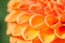 Macro View Of Orange Flower Dahlia Stock Images Macro View Of Orange Flower Dahlia Stock Images