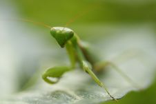 Grasshopper Green Royalty Free Stock Images