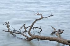 Fallen Tree Log Over Water Stock Image Fallen Tree Log Over Water Stock Image