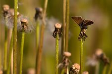 Small Copper Stock Photo