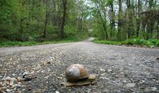 Snail And Speed Stock Image Snail And Speed Stock Image