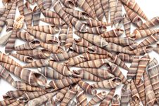 Seashells Royalty Free Stock Image Seashells Royalty Free Stock Image